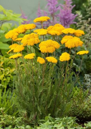 ACHILLEA filipendulina Cloth of Gold